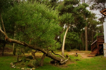  Cabañas Sottobosco